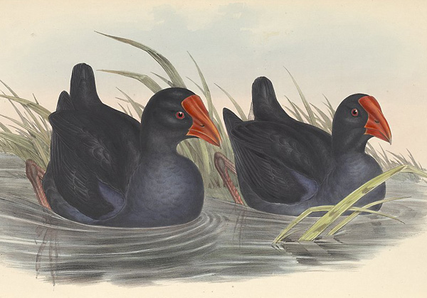 Australian Bird Quiz, Question 7 - Can you identify this bird?