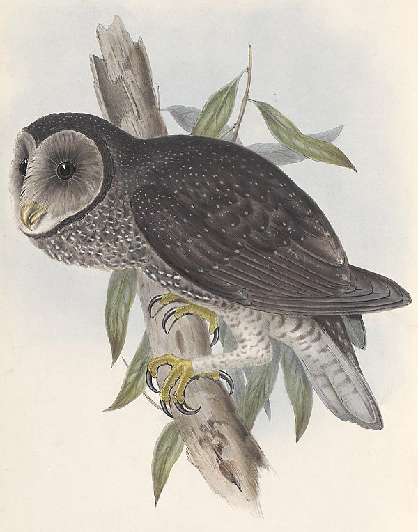 Australian Bird Quiz, Question 2 - Can you identify this bird?