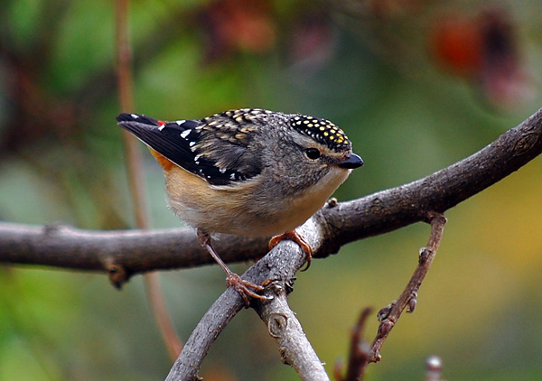 Spotted Pardalote - Pardalotus punctatus Spotted Pardalote - Pardalotus punctatus