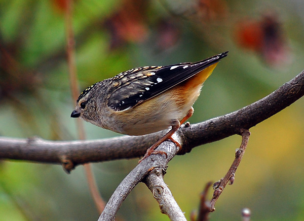 Spotted Pardalote - Pardalotus punctatus Spotted Pardalote - Pardalotus punctatus