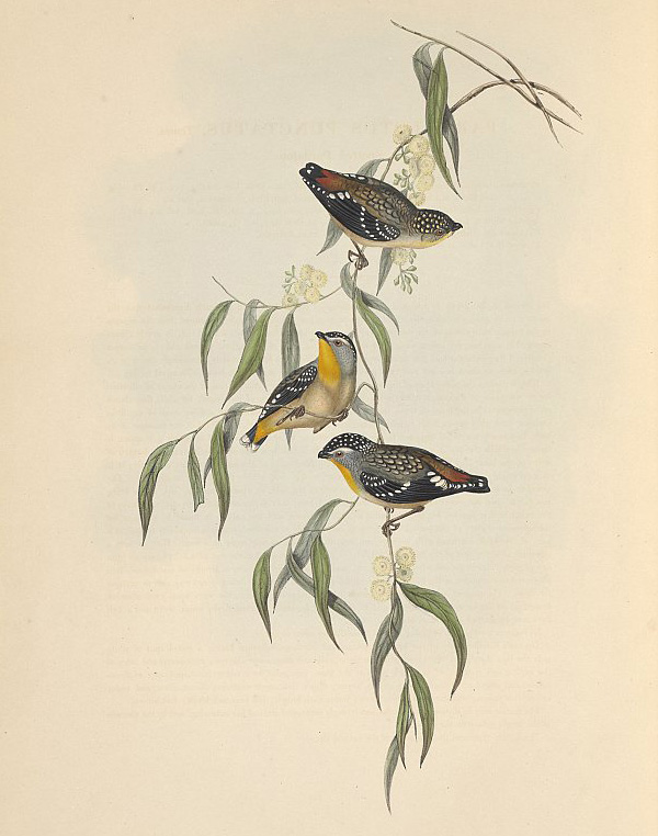 Spotted Pardalote - Pardalotus punctatus Spotted Pardalote - Pardalotus punctatus