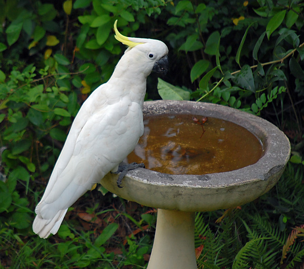 Sulphur-crested Cockatoo - Cacatua galerita Sulphur-crested Cockatoo - Cacatua galerita