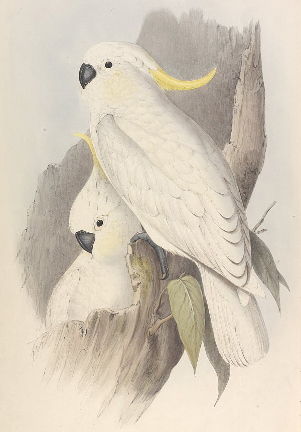 Sulphur-crested Cockatoo - Cacatua galerita Sulphur-crested Cockatoo - Cacatua galerita