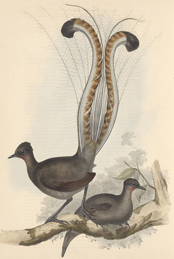 Superb Lyrebird - Menura alberti Superb Lyrebird - Menura alberti