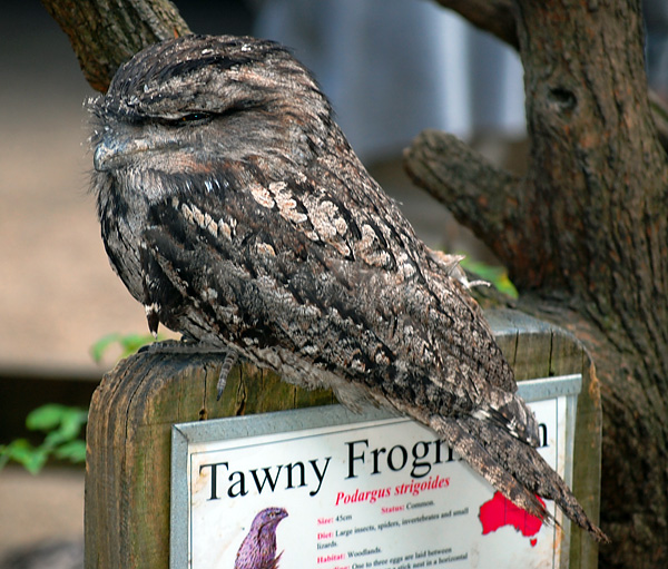 Tawny Frogmouth - Podargus strigoides Tawny Frogmouth - Podargus strigoides