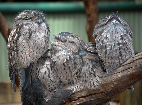 Tawny Frogmouth - Podargus strigoides Tawny Frogmouth - Podargus strigoides
