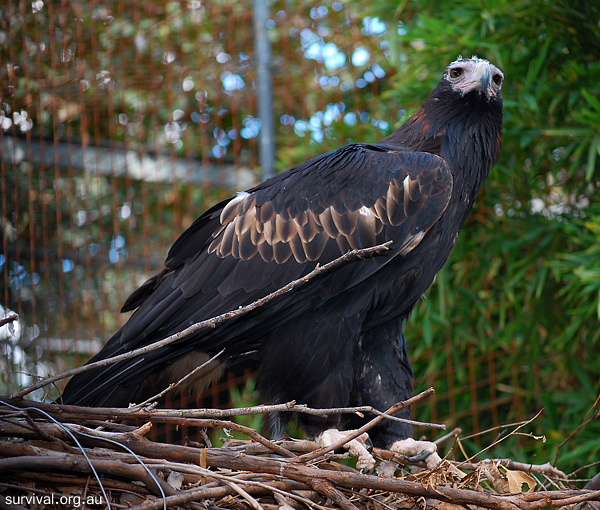 Wedge-tailed Eagle - Aquila audax Wedge-tailed Eagle - Aquila audax