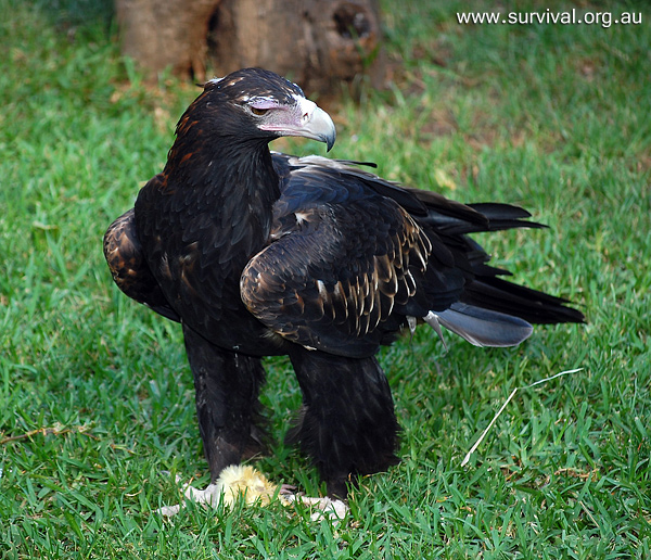 Wedge-tailed Eagle - Aquila audax Wedge-tailed Eagle - Aquila audax