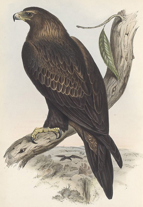 Wedge-tailed Eagle - Aquila audax Wedge-tailed Eagle - Aquila audax