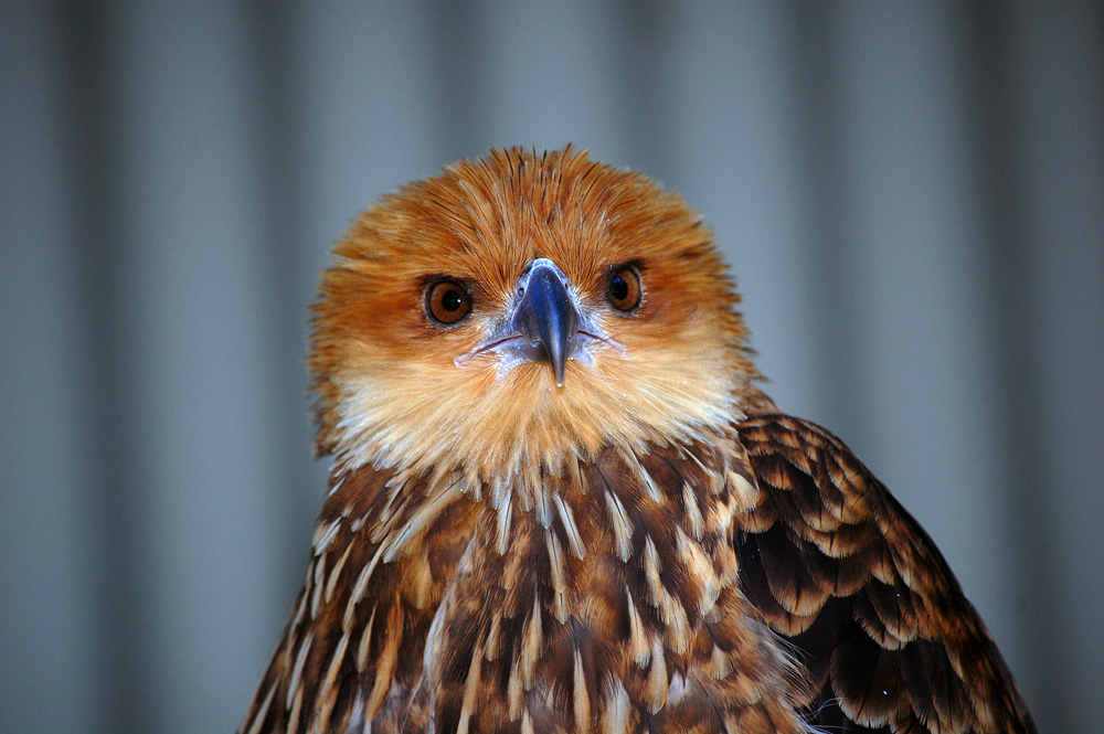 Australian Bird Quiz, Question 9 - Can you identify this bird?