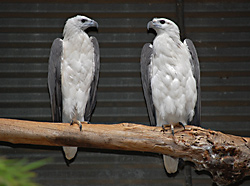 Bird Identification of Australian Birds - Sydney and Blue Mountains Bird Species - White-Bellied Sea-Eagle - Haliaeetus leucogaster