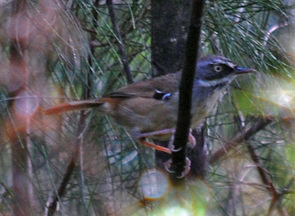 White-browed Scrubwren - Sericornis frontalis White-browed Scrubwren - Sericornis frontalis