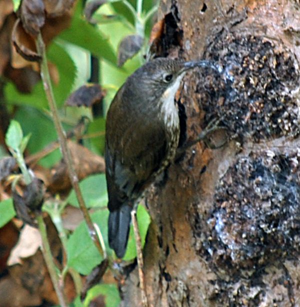 White-throated Treecreeper - Cormobates leucophaeus White-throated Treecreeper - Cormobates leucophaeus