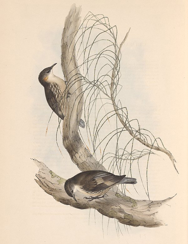 Australian Bird Quiz, Question 8 - Can you identify this bird?