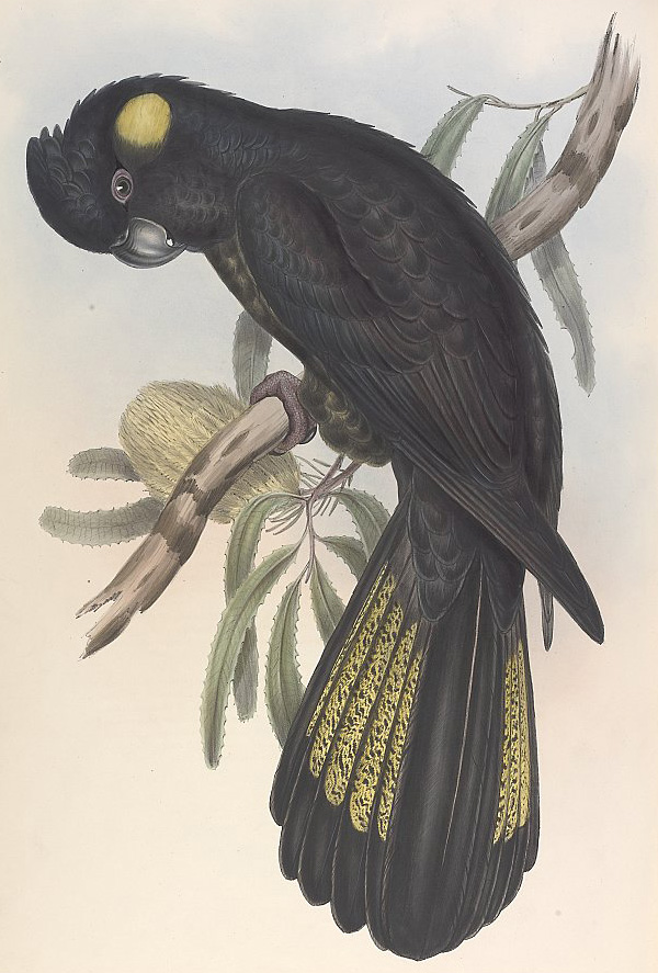Yellow-Tailed Black-Cockatoo - Calyptorhynchus lathami Yellow-Tailed Black-Cockatoo - Calyptorhynchus lathami