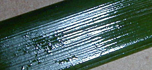 Leaf Close-up