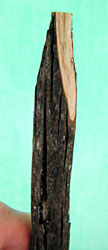 Figure Four Trap Cut 1