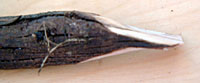 Figure Four Trap Cut 3