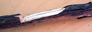 Figure Four Trap Cut 7