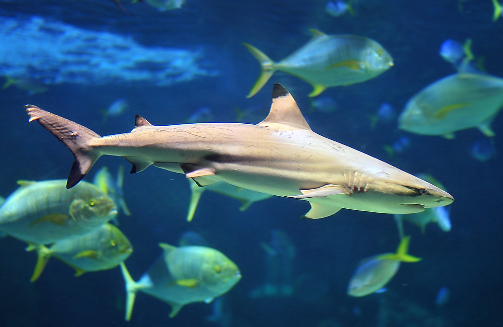 Blacktip Reef Shark - Carcharhinus melanopterus Blacktip Reef Shark - Carcharhinus melanopterus