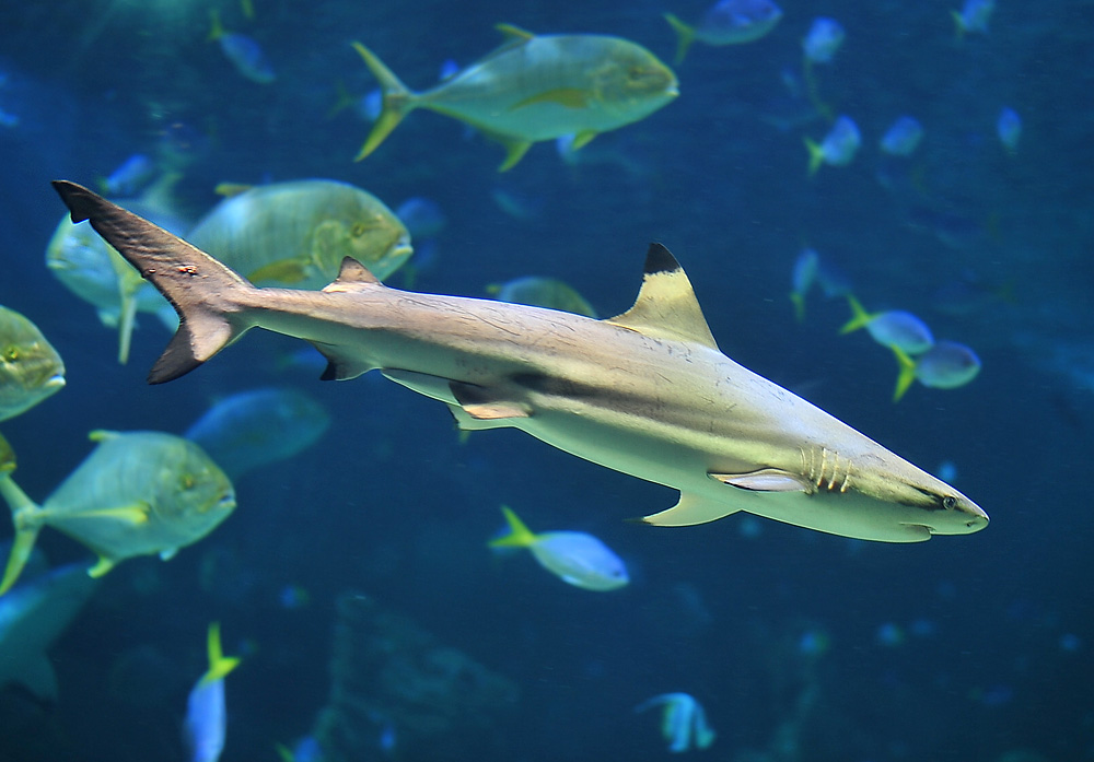 Blacktip Reef Shark - Carcharhinus melanopterus Blacktip Reef Shark - Carcharhinus melanopterus