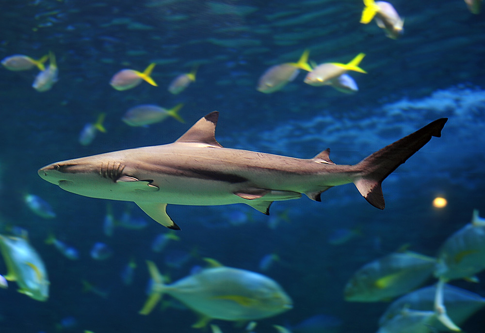 Blacktip Reef Shark - Carcharhinus melanopterus Blacktip Reef Shark - Carcharhinus melanopterus