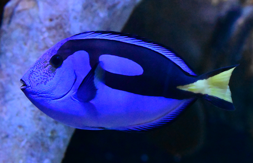 Blue Tang - Paracanthurus hepatus Blue Tang - Paracanthurus hepatus