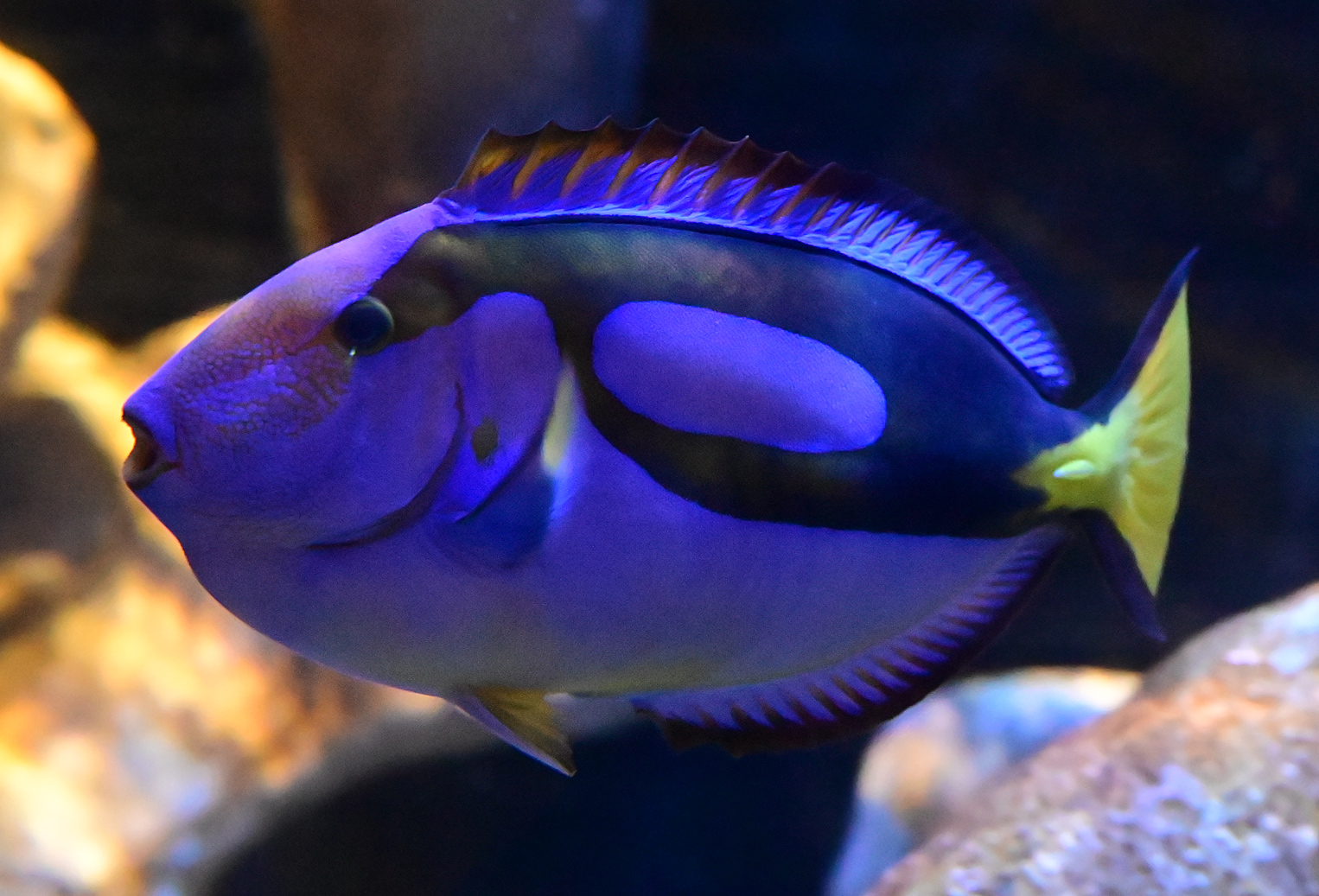 Blue Tang - Paracanthurus hepatus Blue Tang - Paracanthurus hepatus