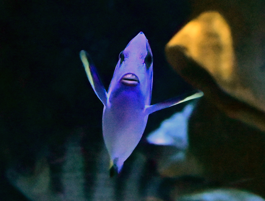Blue Tang - Paracanthurus hepatus Blue Tang - Paracanthurus hepatus
