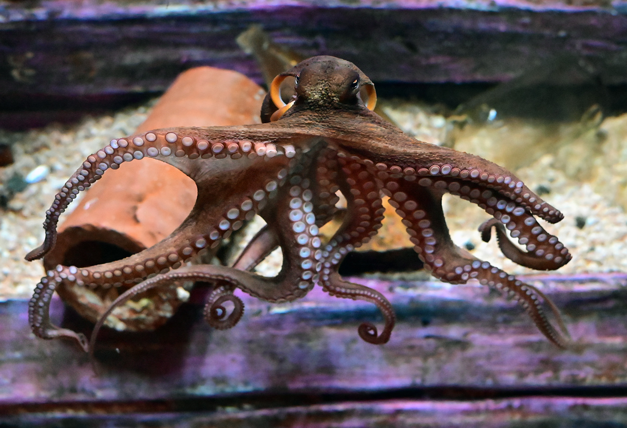 Common Sydney Octopus - Octopus tetricus Common Sydney Octopus - Octopus tetricus