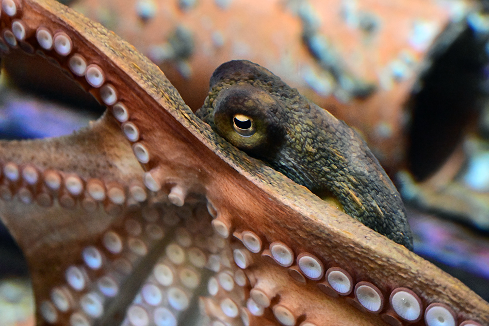 Common Sydney Octopus - Octopus tetricus Common Sydney Octopus - Octopus tetricus