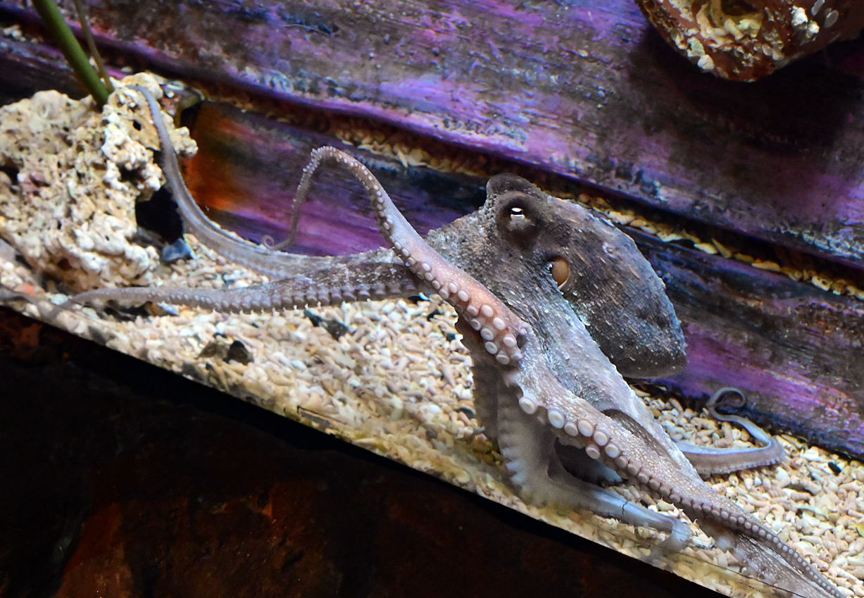 Common Sydney Octopus - Octopus tetricus Common Sydney Octopus - Octopus tetricus