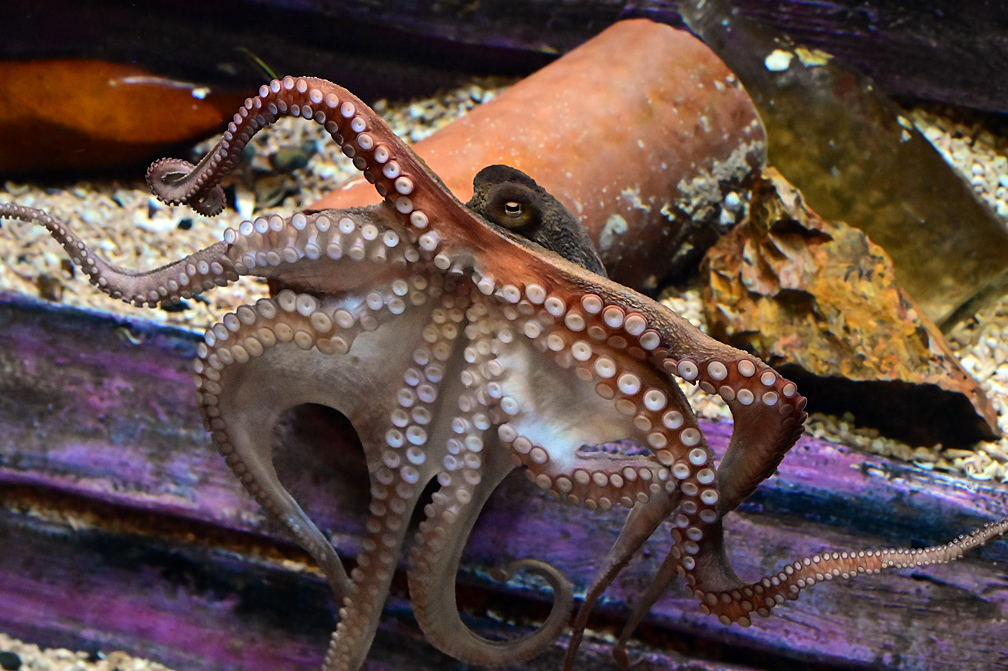 Common Sydney Octopus - Octopus tetricus Common Sydney Octopus - Octopus tetricus