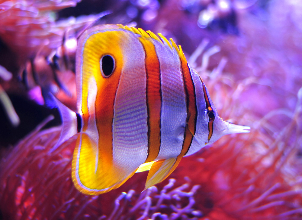Copperband Butterflyfish - Chelmon rostratus Copperband Butterflyfish - Chelmon rostratus