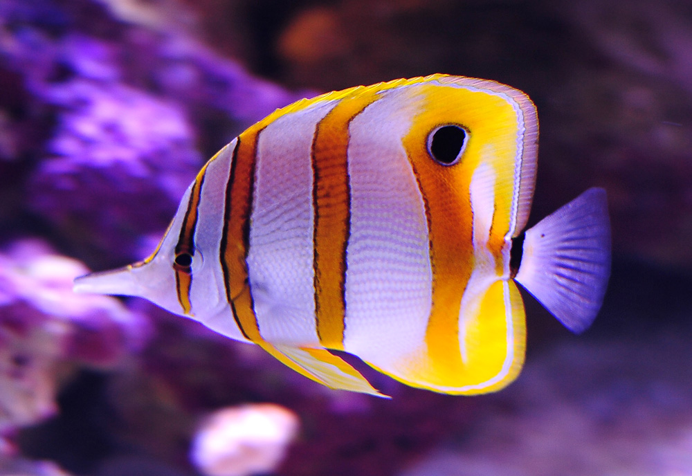 Copperband Butterflyfish - Chelmon rostratus Copperband Butterflyfish - Chelmon rostratus