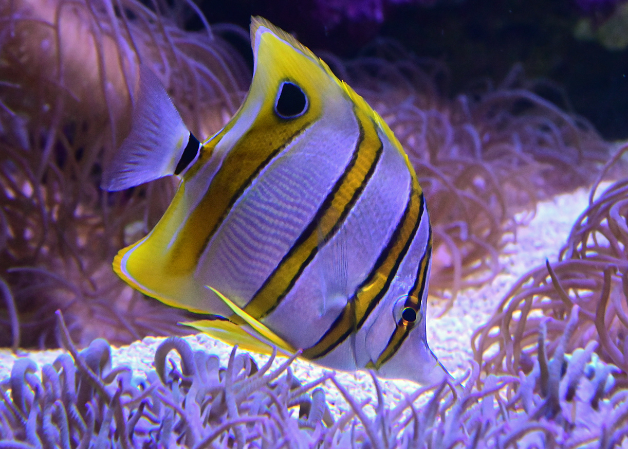 Copperband Butterflyfish - Chelmon rostratus Copperband Butterflyfish - Chelmon rostratus