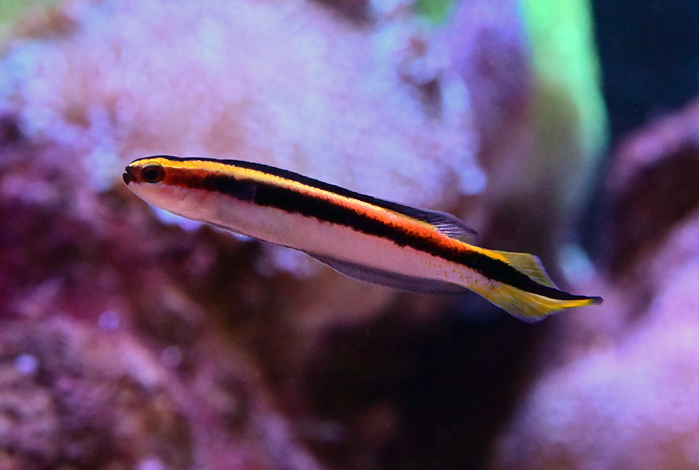 Eastern Hulafish - Trachinops taeniatus Eastern Hulafish - Trachinops taeniatus