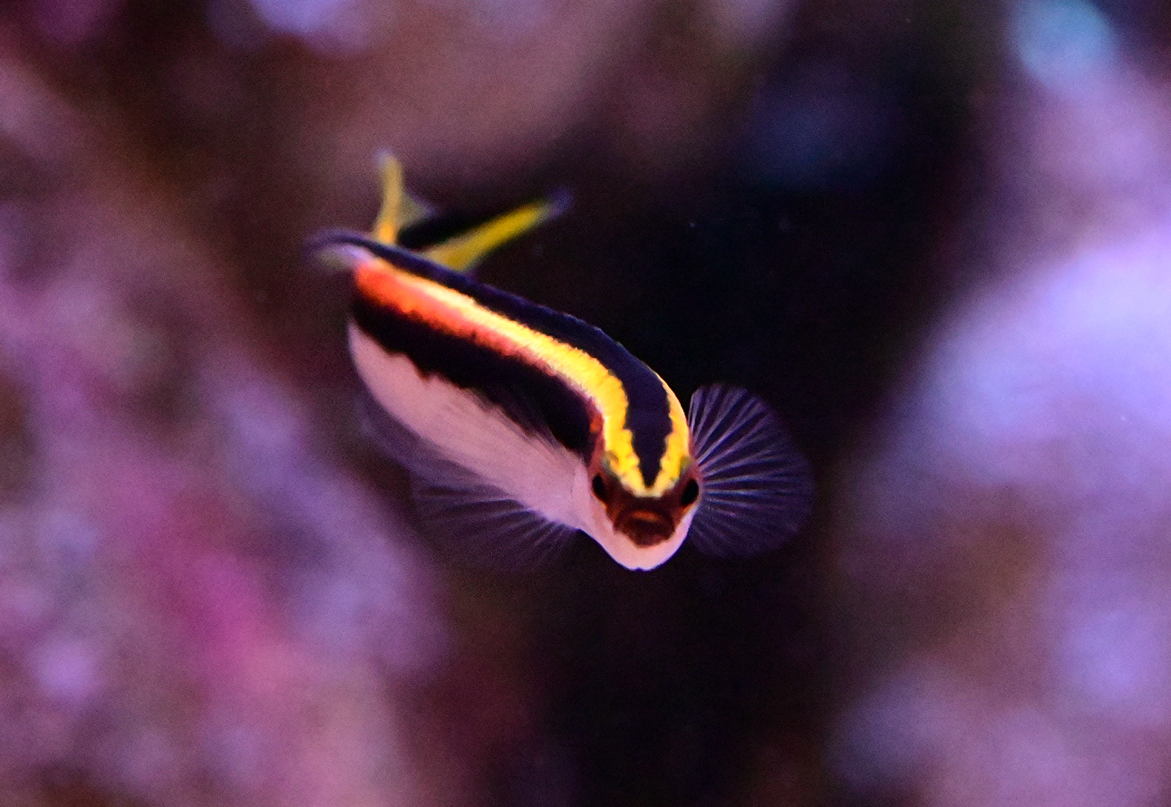 Eastern Hulafish - Trachinops taeniatus Eastern Hulafish - Trachinops taeniatus