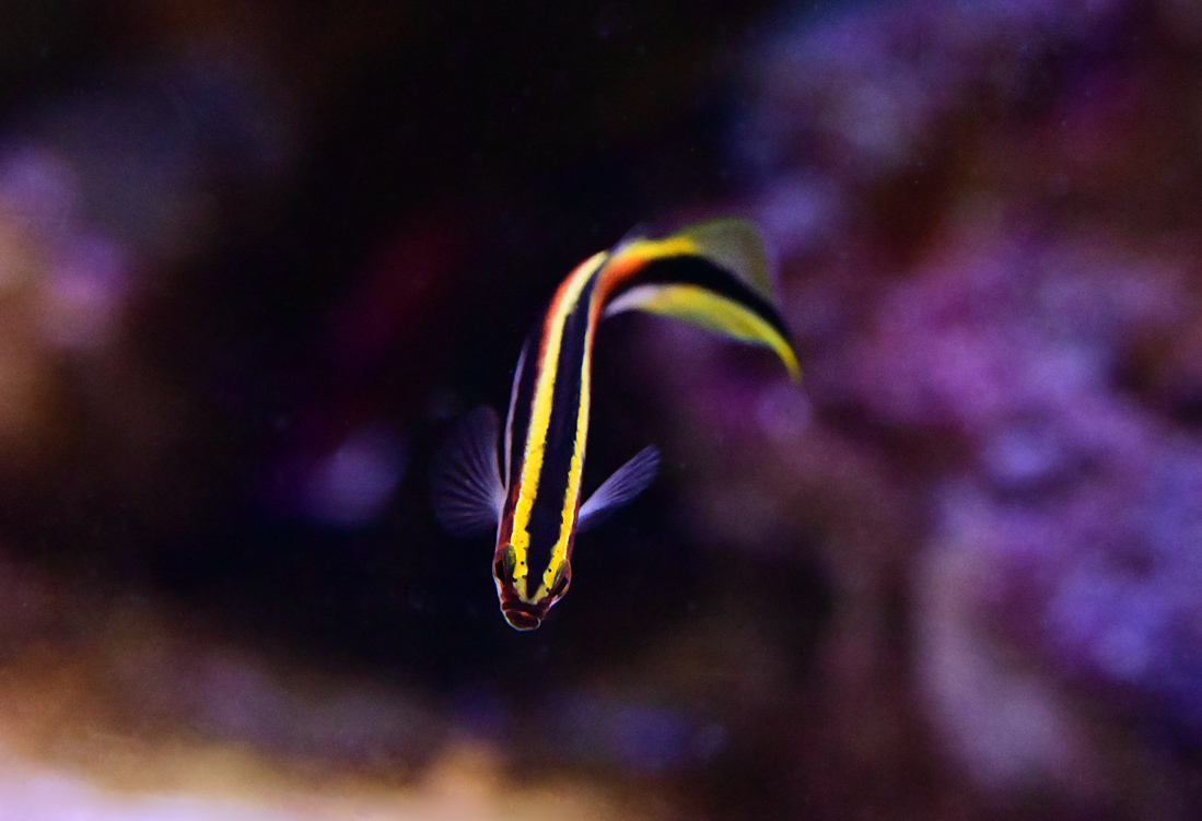Eastern Hulafish - Trachinops taeniatus Eastern Hulafish - Trachinops taeniatus