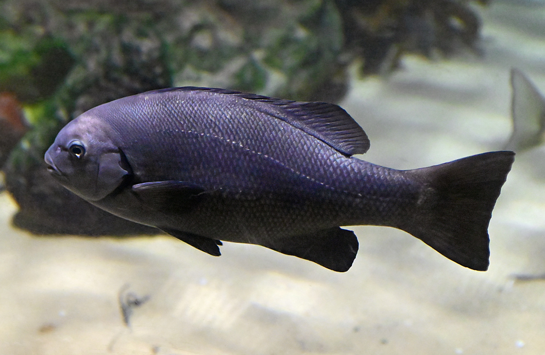Eastern Rock Blackfish - Girella elevata Eastern Rock Blackfish - Girella elevata