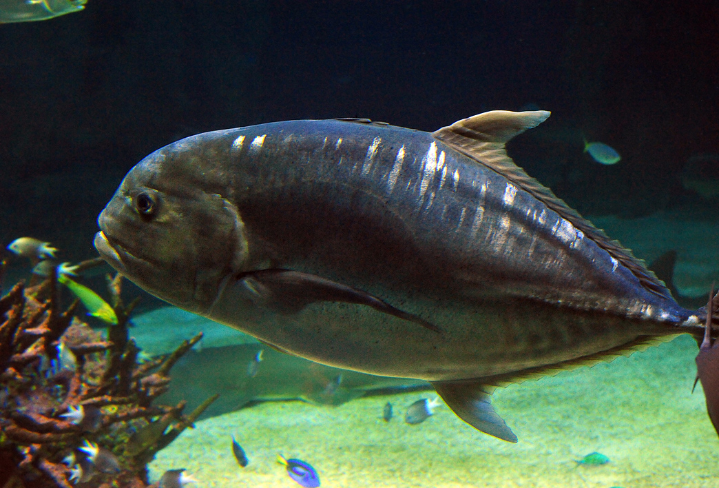 Giant Trevally - Caranx ignobilis Giant Trevally - Caranx ignobilis