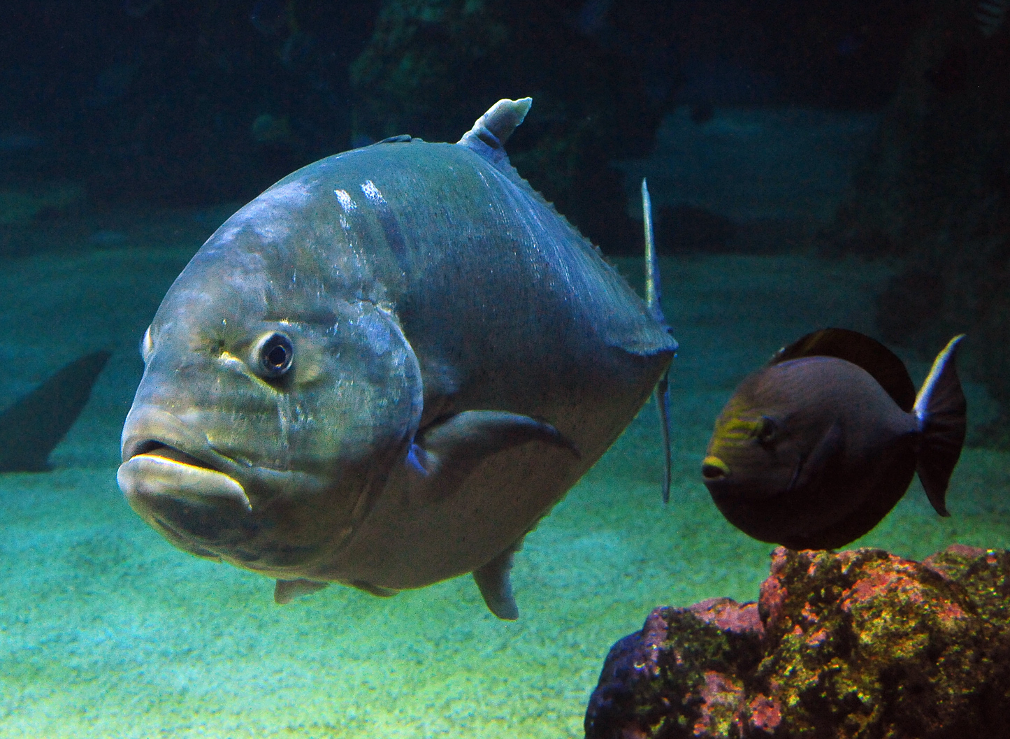 Giant Trevally - Caranx ignobilis Giant Trevally - Caranx ignobilis