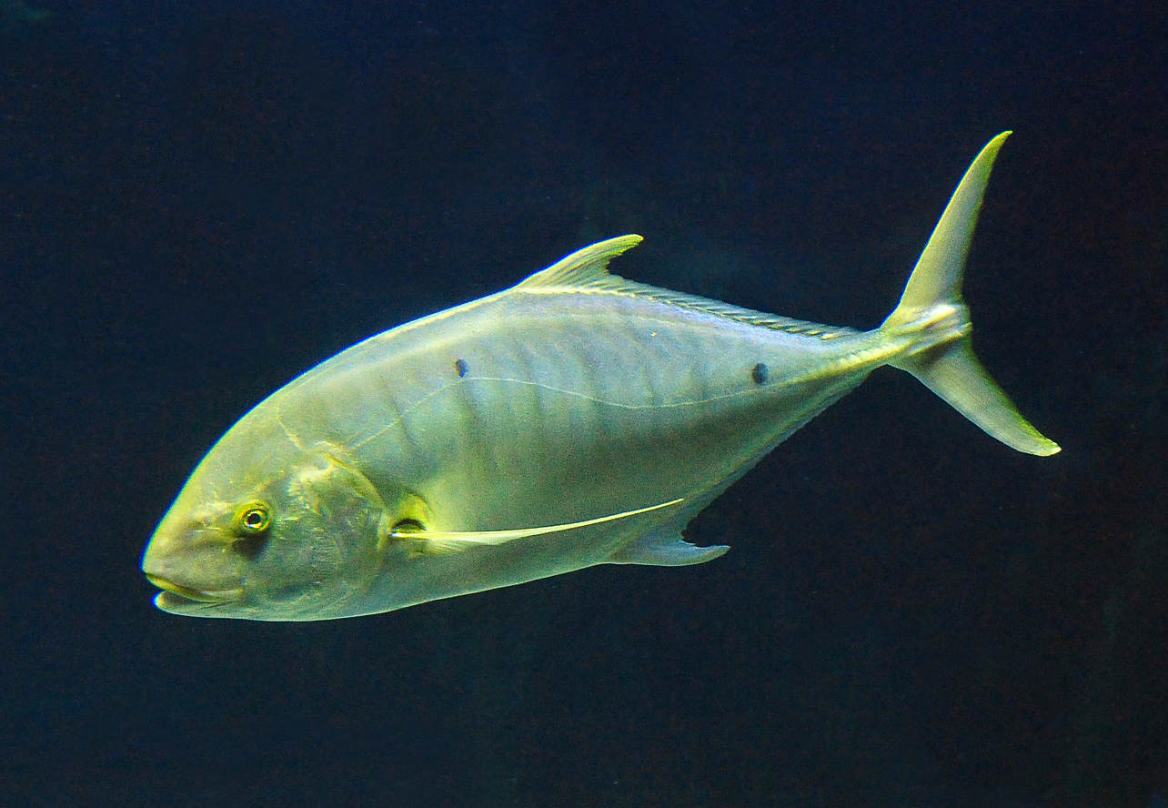 Golden Trevally - Gnathanodon speciosus Golden Trevally - Gnathanodon speciosus