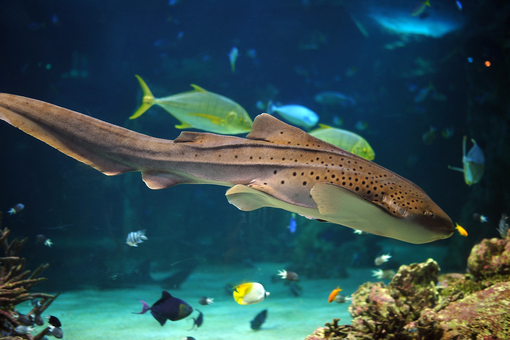 Leopard Shark - Stegostoma fasciatum Leopard Shark - Stegostoma fasciatum