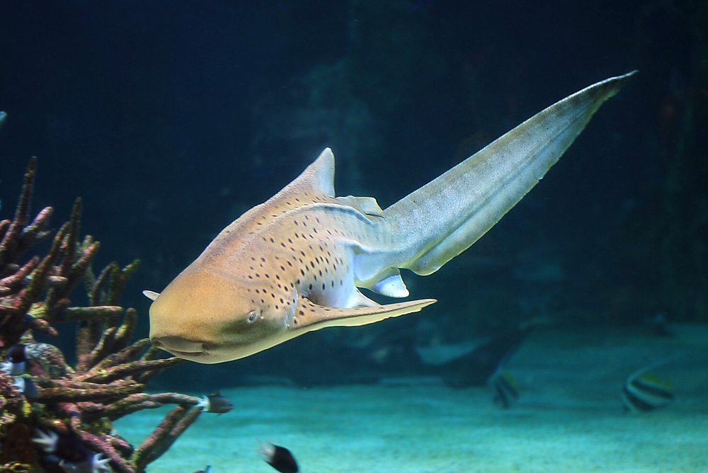 Leopard Shark - Stegostoma fasciatum Leopard Shark - Stegostoma fasciatum