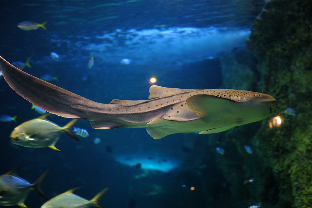 Leopard Shark - Stegostoma fasciatum Leopard Shark - Stegostoma fasciatum