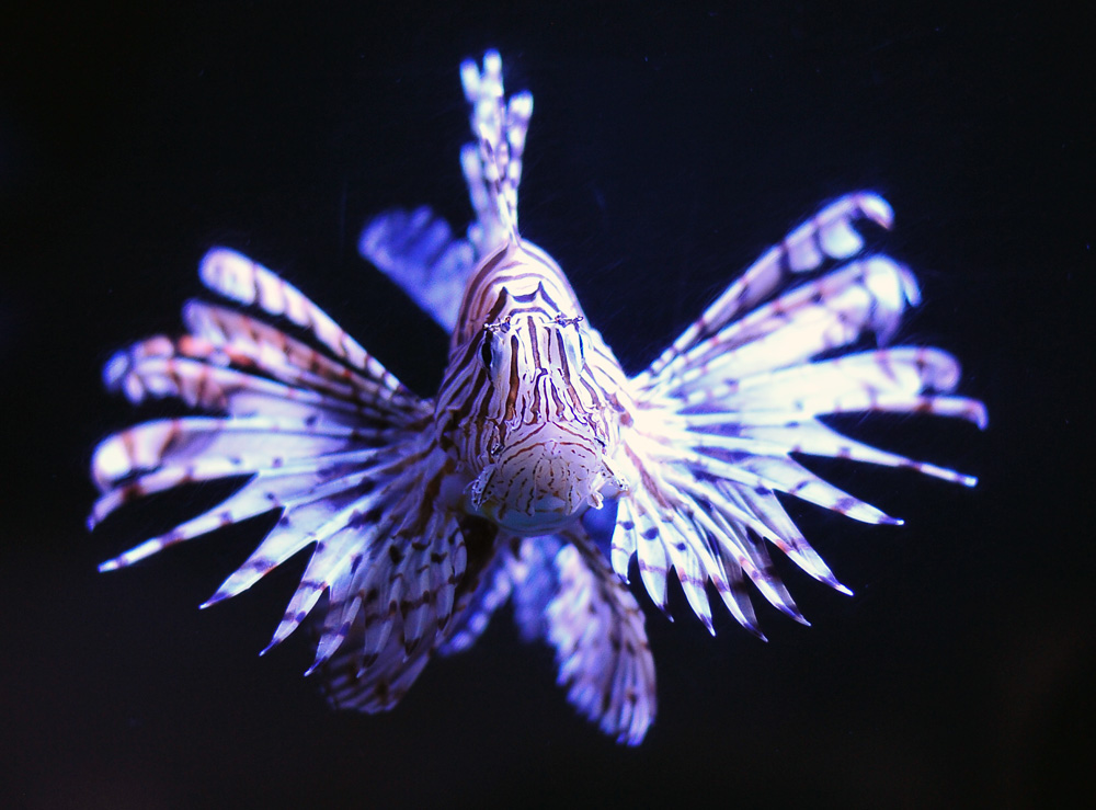 Lionfish - Pterois volitans/miles Lionfish - Pterois volitans/miles