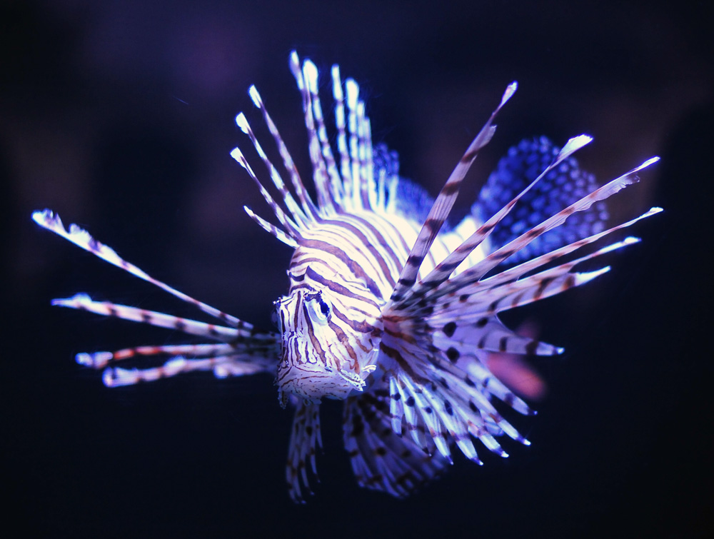 Lionfish - Pterois volitans/miles Lionfish - Pterois volitans/miles