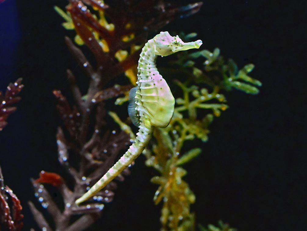 Pot-bellied Seahorse - Hippocampus abdominalis Pot-bellied Seahorse - Hippocampus abdominalis
