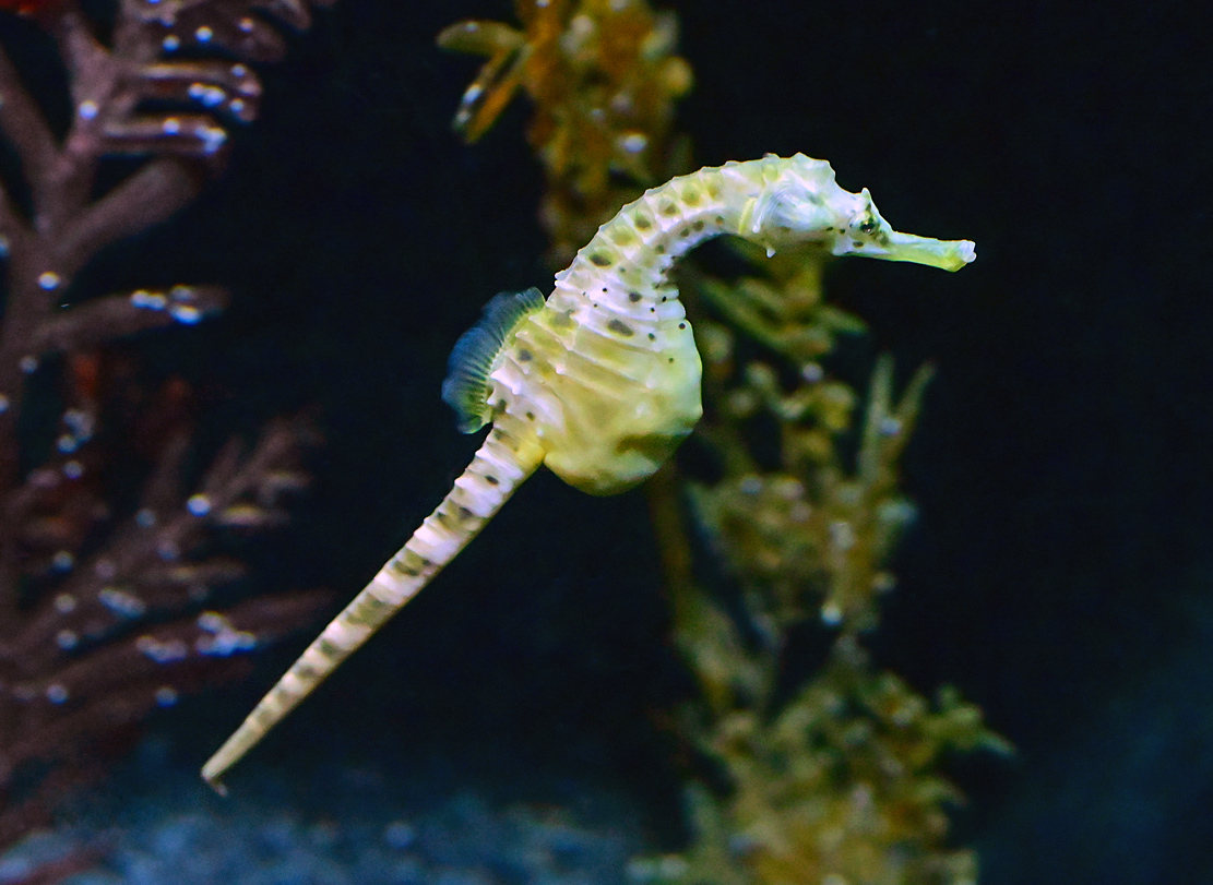 Pot-bellied Seahorse - Hippocampus abdominalis Pot-bellied Seahorse - Hippocampus abdominalis